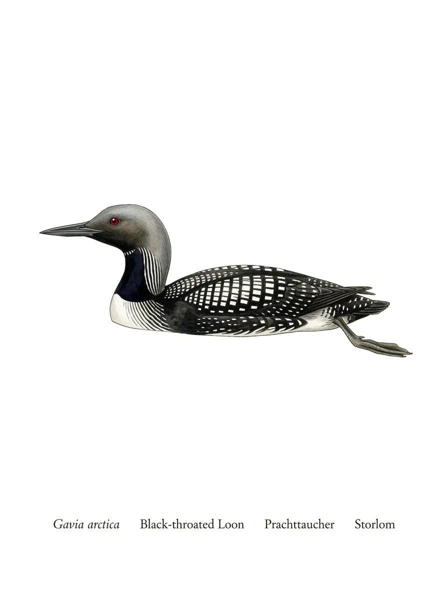 Gavia arctica