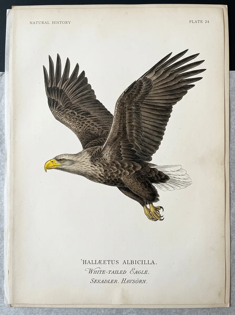 Haliaeetus albicilla