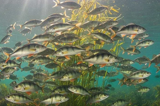 Fisch Lexikon
