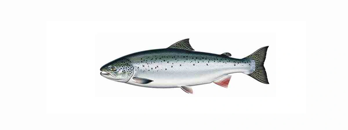 Photo or illustration of Atlantic salmon in nature
