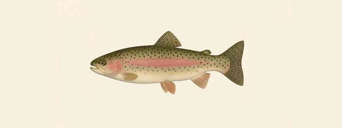 Photo or illustration of Brown Trout in nature