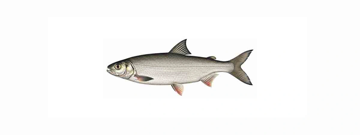 Foto eller illustration av Sik i naturen
