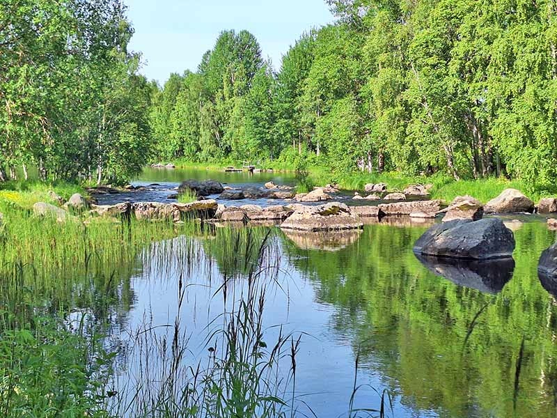 Ein langsam fließender Flussabschnitt, umgeben von Schilf und Wald.