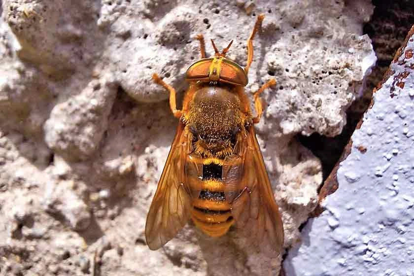 Insekten Lexikon